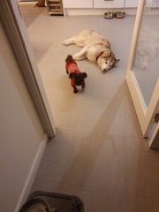 Should we get another dog?