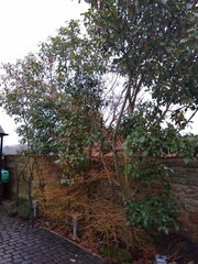 Can anyone identify this plant/tree for me?