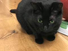 Cat eye problem?