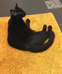 Cat been gone for two days... how to comfort DD?