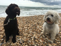 Going to look at a cockerpoo puppy this morning