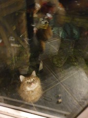 To wish people would stop trying to rescue other people's pet cats?