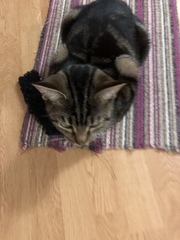 Cat chat - The Ollie and Paws show, with extra Little K drama