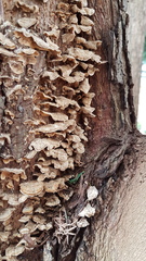 Anyone able to identify tree fungus?