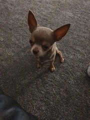 Whose dog is the cutest?