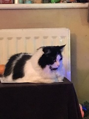 What is your favourite colour of cat ?