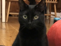 Cat eye problem?