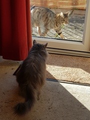 Thug Cat part 2. What, has this thing appeared again tonight?