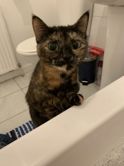 What is your favourite colour of cat ?