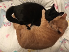 Thug Cat part 2. What, has this thing appeared again tonight?