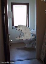 Neighbours complaining about my dog peeing in MY garden