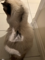 Cat has been attacked, advice please
