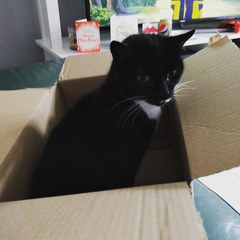 What is your favourite colour of cat ?