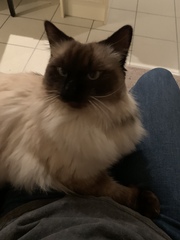 Cat has been attacked, advice please