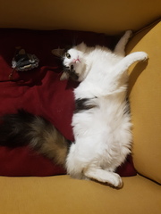 What breed could my cat be?