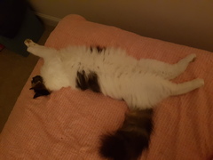 What breed could my cat be?
