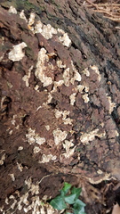 Anyone able to identify tree fungus?