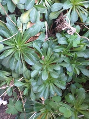 Plant ID please