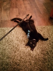 Microchip catflaps with hub and phone app