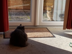 Thug Cat part 2. What, has this thing appeared again tonight?