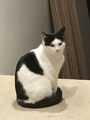 Why is it only kitten pairs in rescues?