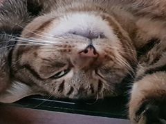 Thug Cat part 2. What, has this thing appeared again tonight?