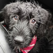 Whose dog is the cutest?