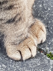 Thug Cat part 2. What, has this thing appeared again tonight?