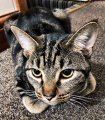 Cat chat - The Ollie and Paws show, with extra Little K drama