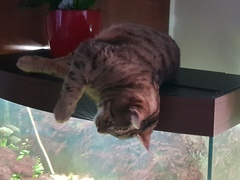 Thug Cat part 2. What, has this thing appeared again tonight?