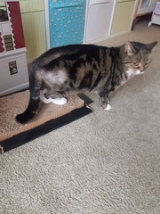 Really worried about my balding cat