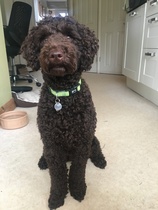 Going to look at a cockerpoo puppy this morning