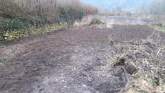 Allotment/Veg Patch Thread 14 ! growing into summer