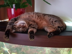 Thug Cat part 2. What, has this thing appeared again tonight?