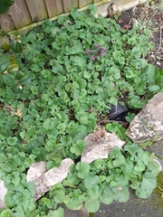 Can anyone tell me what this is please?
