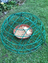 Are these birds taking the piss?