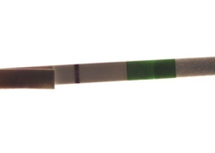 Line eyes - 12 DPO squinter or indent?