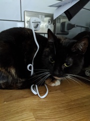 Advice on cat adoption please 🐈