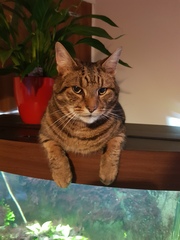 Thug Cat part 2. What, has this thing appeared again tonight?