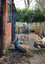 Are these birds taking the piss?