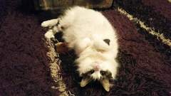 What breed could my cat be?