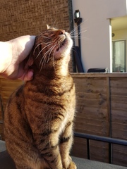 Thug Cat part 2. What, has this thing appeared again tonight?