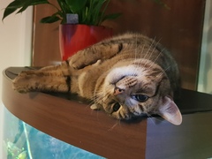 Thug Cat part 2. What, has this thing appeared again tonight?