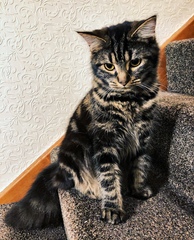 Cat chat - The Ollie and Paws show, with extra Little K drama
