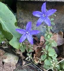 Any Witches Here? Part 10.