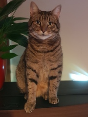 Thug Cat part 2. What, has this thing appeared again tonight?