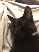 New kittens- changing food and helping timid cat