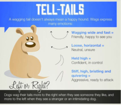 Rescue dog barking at the children