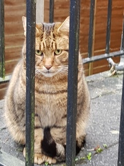 Thug Cat part 2. What, has this thing appeared again tonight?