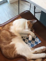 Help with recommended cat equipment please - I need everything, fast!